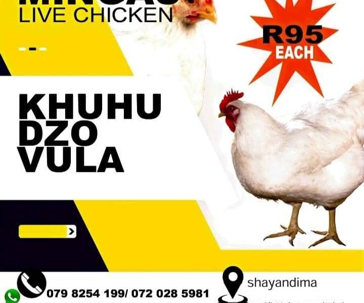 MINGAS LIVE CHICKEN