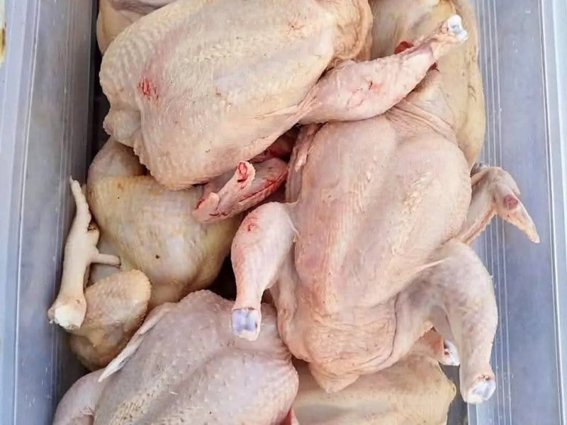 MINGAS LIVE CHICKEN