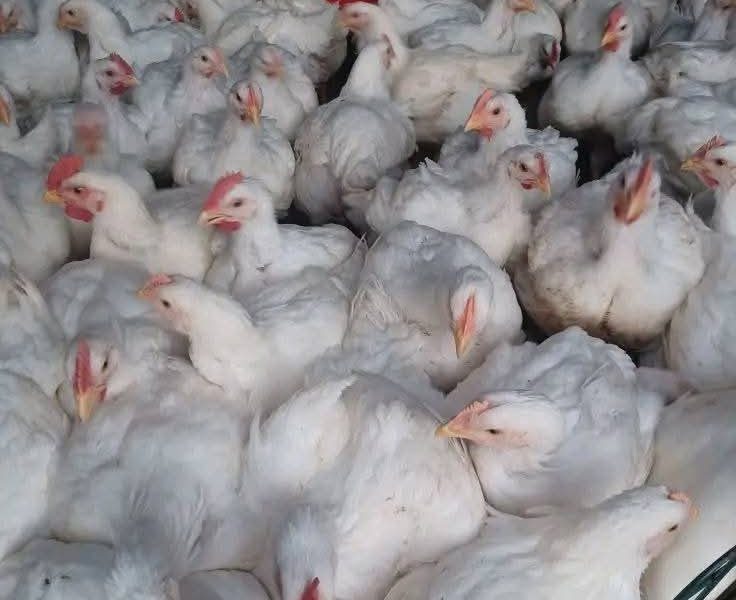 MINGAS LIVE CHICKEN
