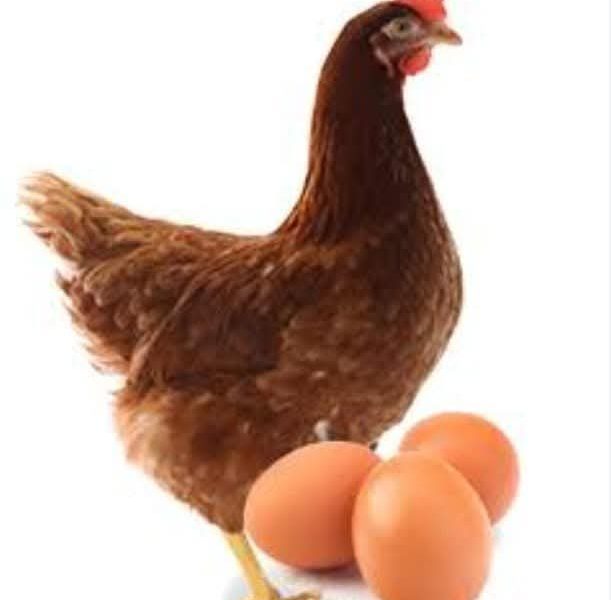 Laberry The Home Of Agriculture