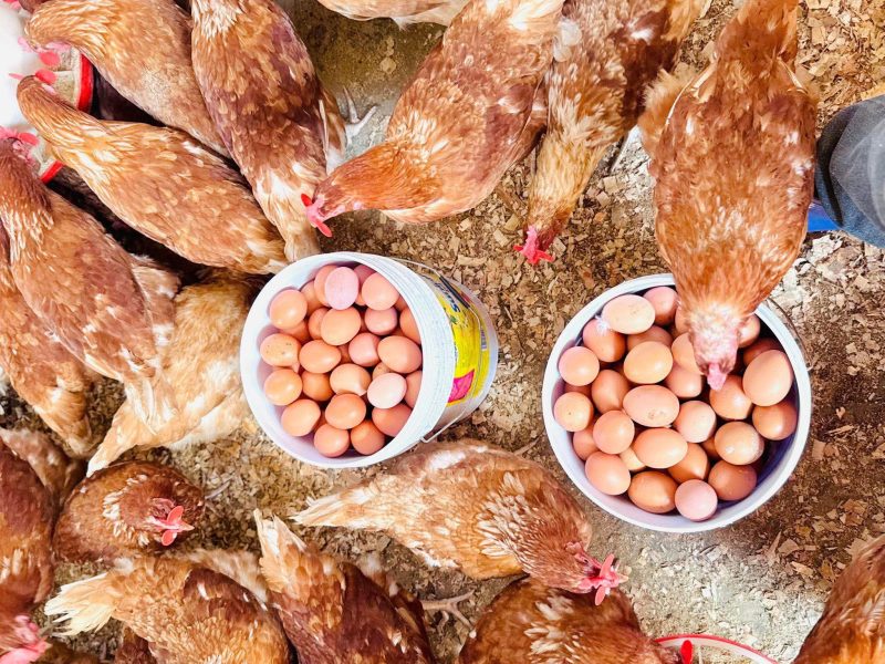 FUUFUU ATCHAR&EGGS MARKET