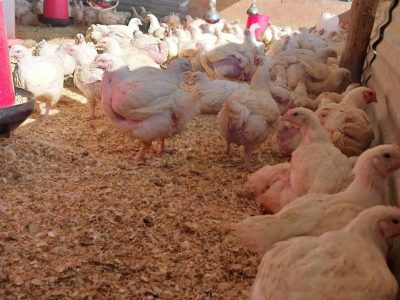 NTSUNZU village farm