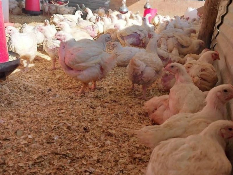 NTSUNZU village farm