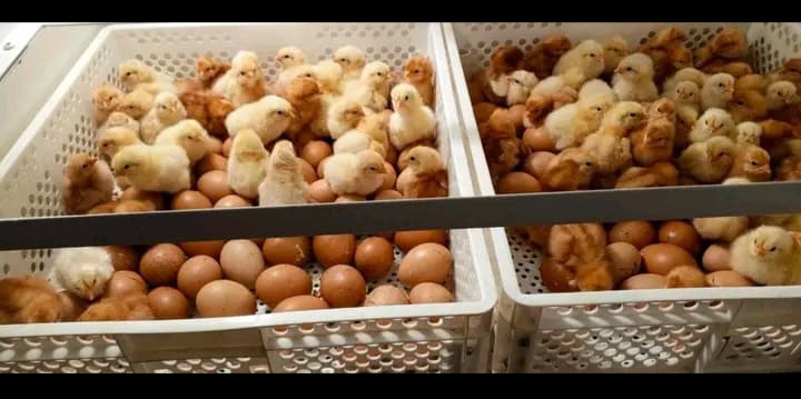 GWABZ POULTRY