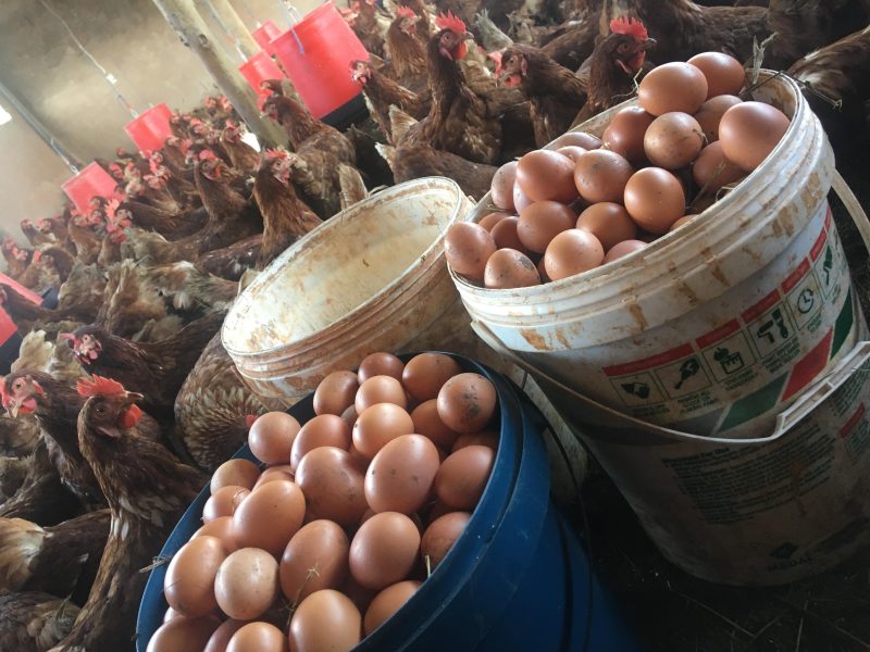 Fuufuu’s Market