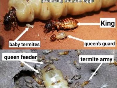 MATHABI PEST CONTROL
