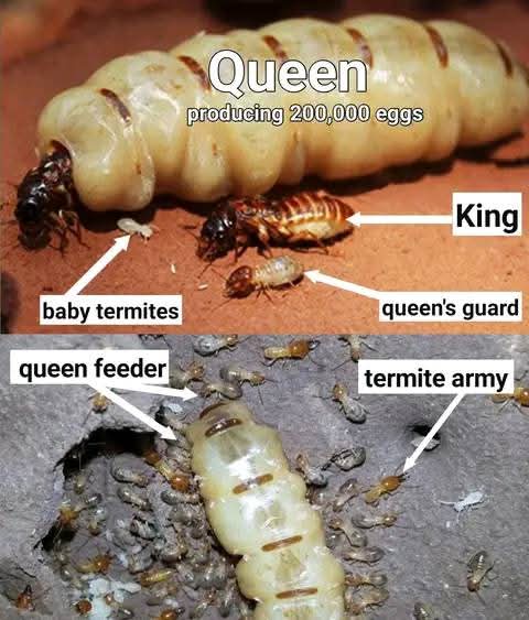 MATHABI PEST CONTROL