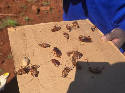 MATHABI PEST CONTROL