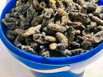 Mopani worms ( matomani)