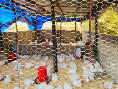 Nedzamba Farm Chicken