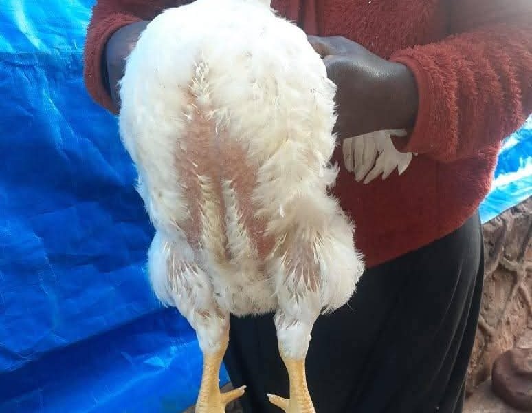 Ori's Poultry Farm